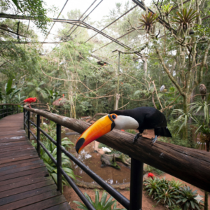 Parque das Aves + Transfer