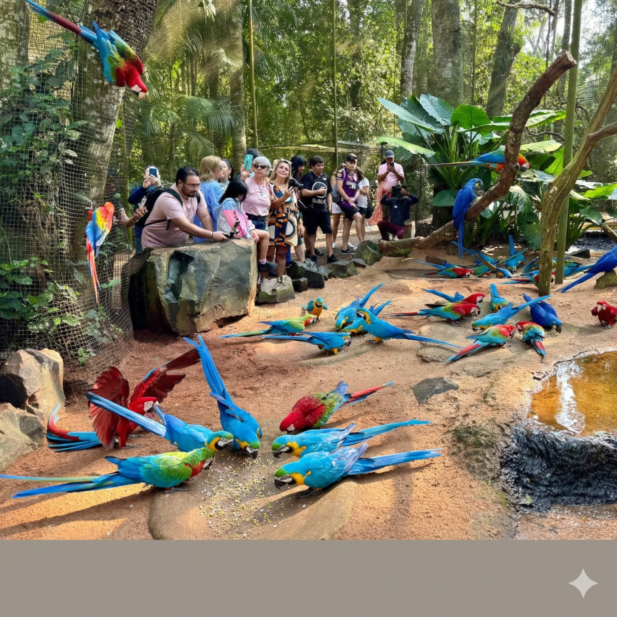 Parque das Aves + Transfer - Imagem 5